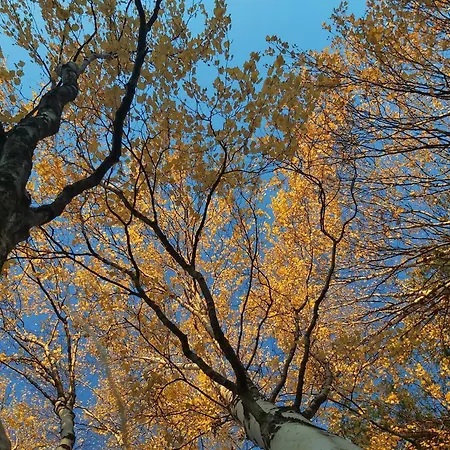 In A Big Wooden Home, Quarto em Acomodações Particulares Muonio