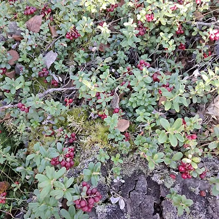 In A Big Wooden Home,