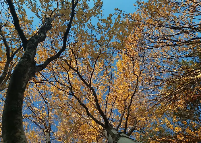 In A Big Wooden Home, Accommodatie bij particulieren Muonio