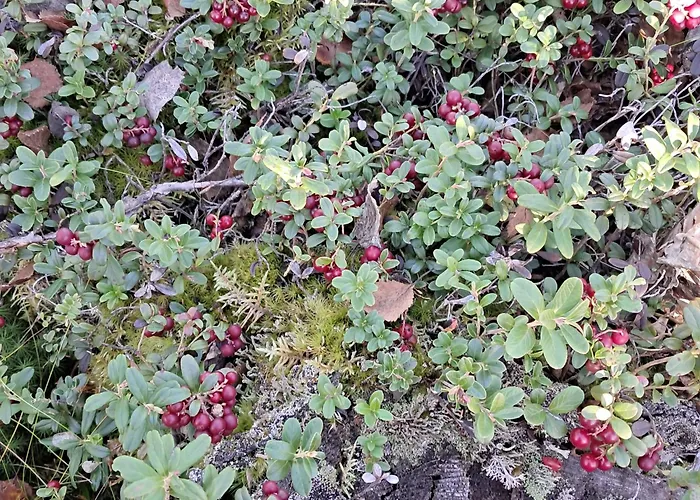 In A Big Wooden Home,